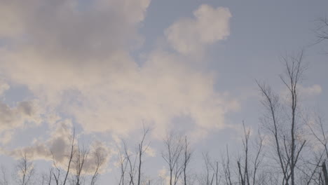 árboles caídos, humo y nubes en cámara lenta