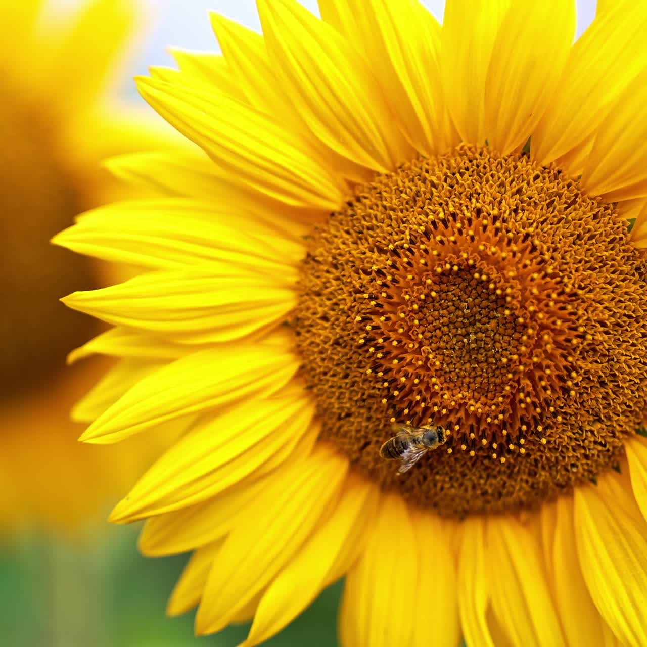 Industrious bee covered with yellow pollen crawls by the flower. Beautiful sunflowers at blossom close up. Blurred backdrop