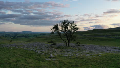 Circling-aerial-flight-anti-clockwise-round-a-single-ash-tree-growing-in-limestone-pavement