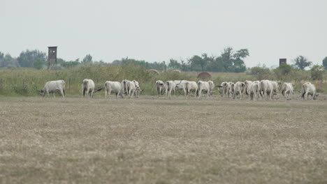 herd of hungarian grey cattle grazing on meadow