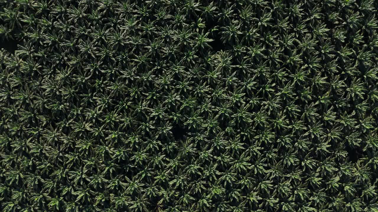 Aerial drone view of palm oil tree plantation in sumatra indonesia birds eye view bukit lawang