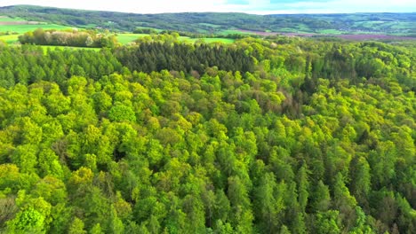 drone fly over forest and fields in summer