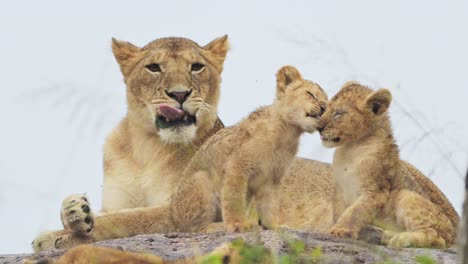 lions pride with lion cubs in serengeti national park in tanzania in africa, mother lioness with lots of young cute tiny small baby lion cubs on african wildlife safari, baby animals in africa