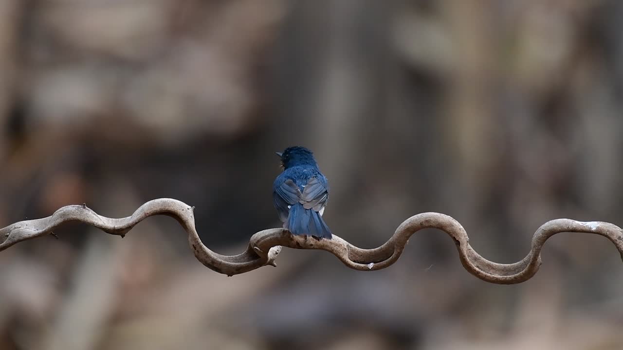el papamoscas azul de indochina se encuentra en los bosques de las tierras bajas de tailandia, conocido por sus plumas azules y su pecho de naranja a blanco