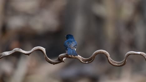 El-Papamoscas-Azul-De-Indochina-Se-Encuentra-En-Los-Bosques-De-Las-Tierras-Bajas-De-Tailandia,-Conocido-Por-Sus-Plumas-Azules-Y-Su-Pecho-De-Naranja-A-Blanco