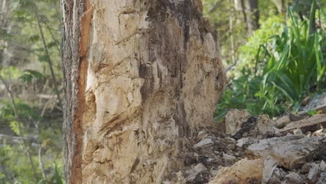 Toma-En-Cámara-Lenta-De-Un-Hacha-Cortando-Un-Trozo-De-Madera-De-Un-árbol