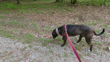 Beautiful-Brown-Brindle-Boxer-Dog-Walks-on-a-Leash-Along-a-Trail-Through-a-Forest