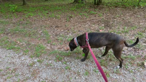 un hermoso perro boxeador de brindle marrón camina con una correa a lo largo de un sendero a través de un bosque