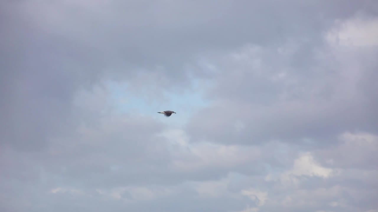 seagulls flying in the storm