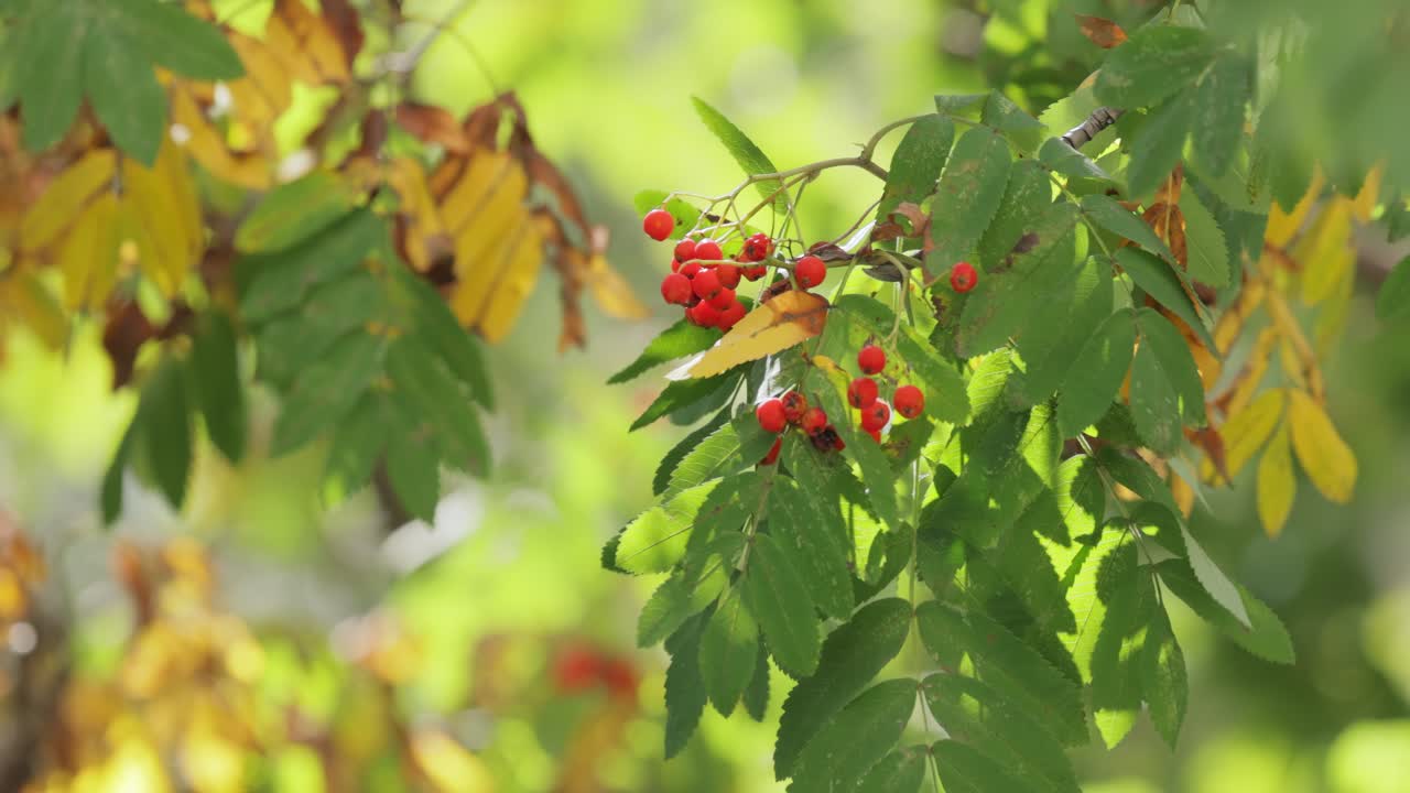 소르부스 오쿠파리아 (sorbus aucuparia) 라는 나무의 가지, 잎과 열매가 은 날 숲에서 자란다.