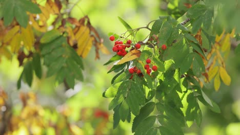 branch of a rowan tree, sorbus aucuparia, the leaves and the berries growing in woodland on a sunny day.