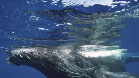 la ballena jorobada en el océano