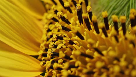 Macro View of a Sunflower's Vibrant Bloom