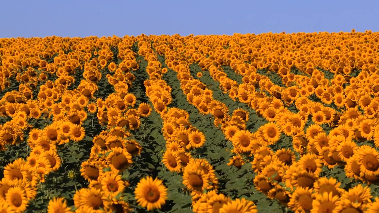 Vista aerea con drone di un vasto campo di girasoli che si estende fino all'orizzonte sotto un cielo azzurro limpido, mostrando crescita e abbondanza. Moldavia.