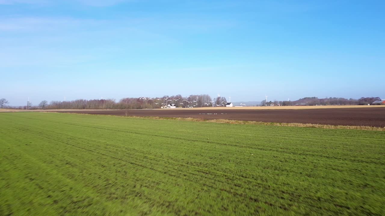 следование за стаей летящих лебедей над полями