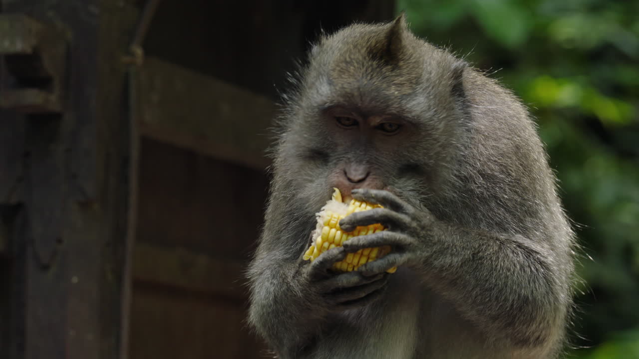 Monkey Eating Corn in Bali