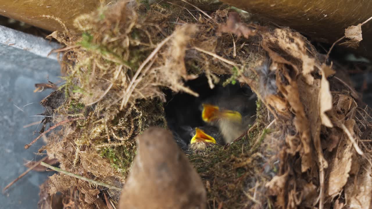Close-up of Eurasian wren chicks fed by mother inside nest, day