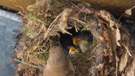 Nahaufnahme-Von-Eurasischen-Zaunkönigsküken,-Die-Von-Der-Mutter-Im-Nest-Gefüttert-Werden,-Tag