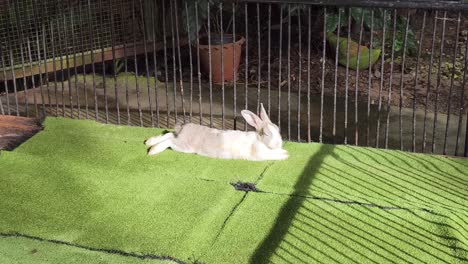 rabbit relaxing in a cage