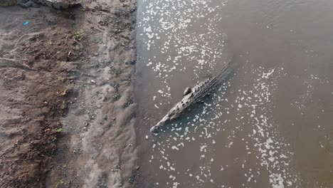 el cocodrilo todavía en el río - costa rica