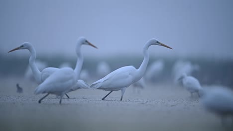 flock of great egrets hunting in pond