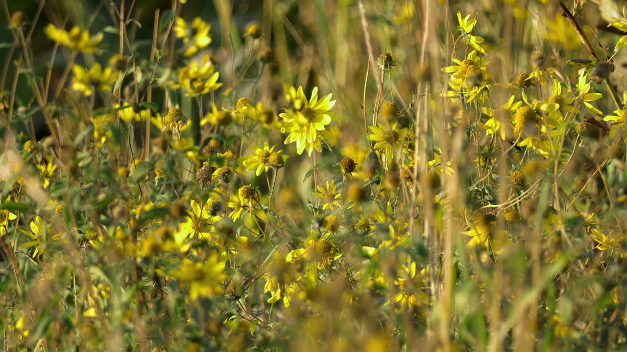 Bellissimi fiori selvatici gialli in fiore circondati da erba sotto la luce del sole. Inquadratura ampia, slow motion, zoom in