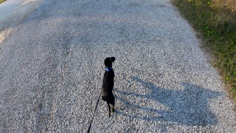 Walking-dog-along-gravel-road-that-turns-into-pavement,-looking-down-on-and-following-dog-as-he-walks-on-a-leash