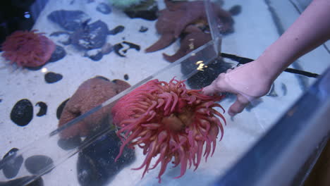 mujer tocando una anémona de mar rosa en un acuario -cerrar