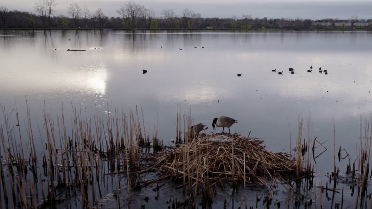 slow motion of geese on nest in winter