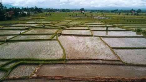 aerial view of rice paddies in bali, indonesia