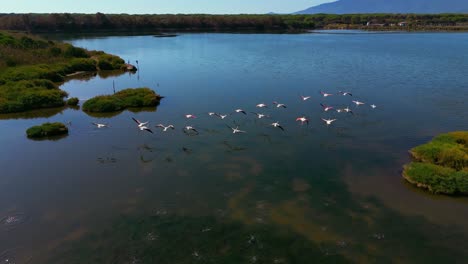 flamencos volando sobre un agua poco profunda de una sabana de la laguna