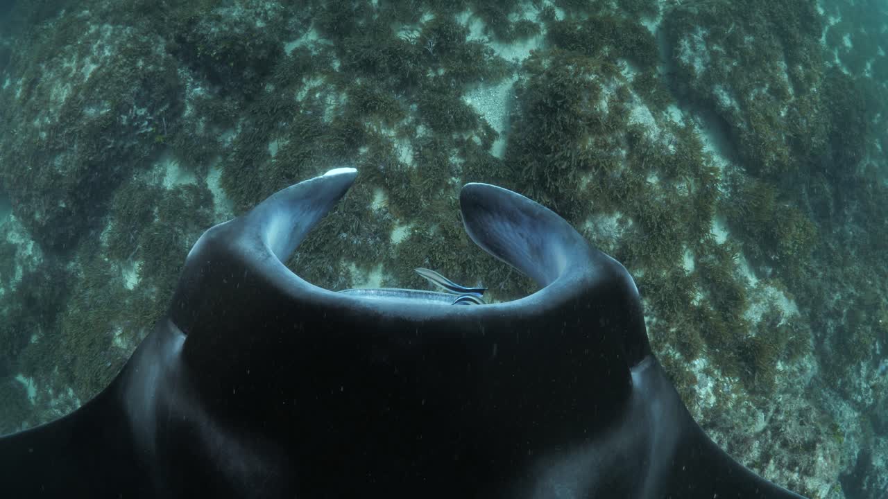 Unique close up perspective of a large Manta Ray looking down as it glides over a ocean reef covered in seagrass