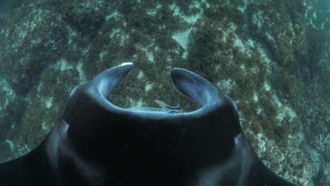 Unique-close-up-perspective-of-a-large-Manta-Ray-looking-down-as-it-glides-over-a-ocean-reef-covered-in-seagrass