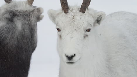 white thinhorn sheep standing on snowy landscape in whitehorse, yukon, canada - close up