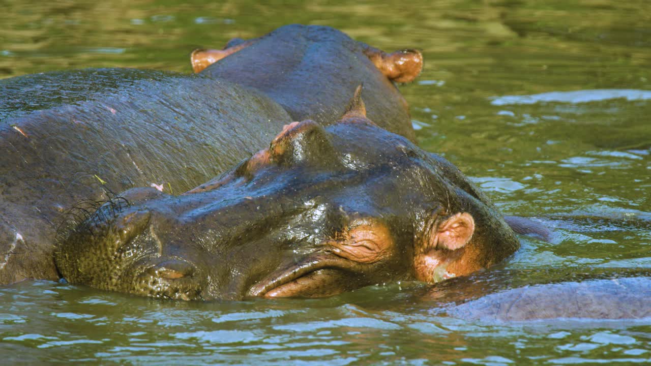Ippopotami che si stringono insieme pronti per dormire in una pozza d'acqua bassa in Africa.
