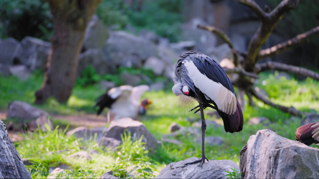 plumas de la grulla coronada gris de pie sobre la piedra en una pierna - movimiento lento