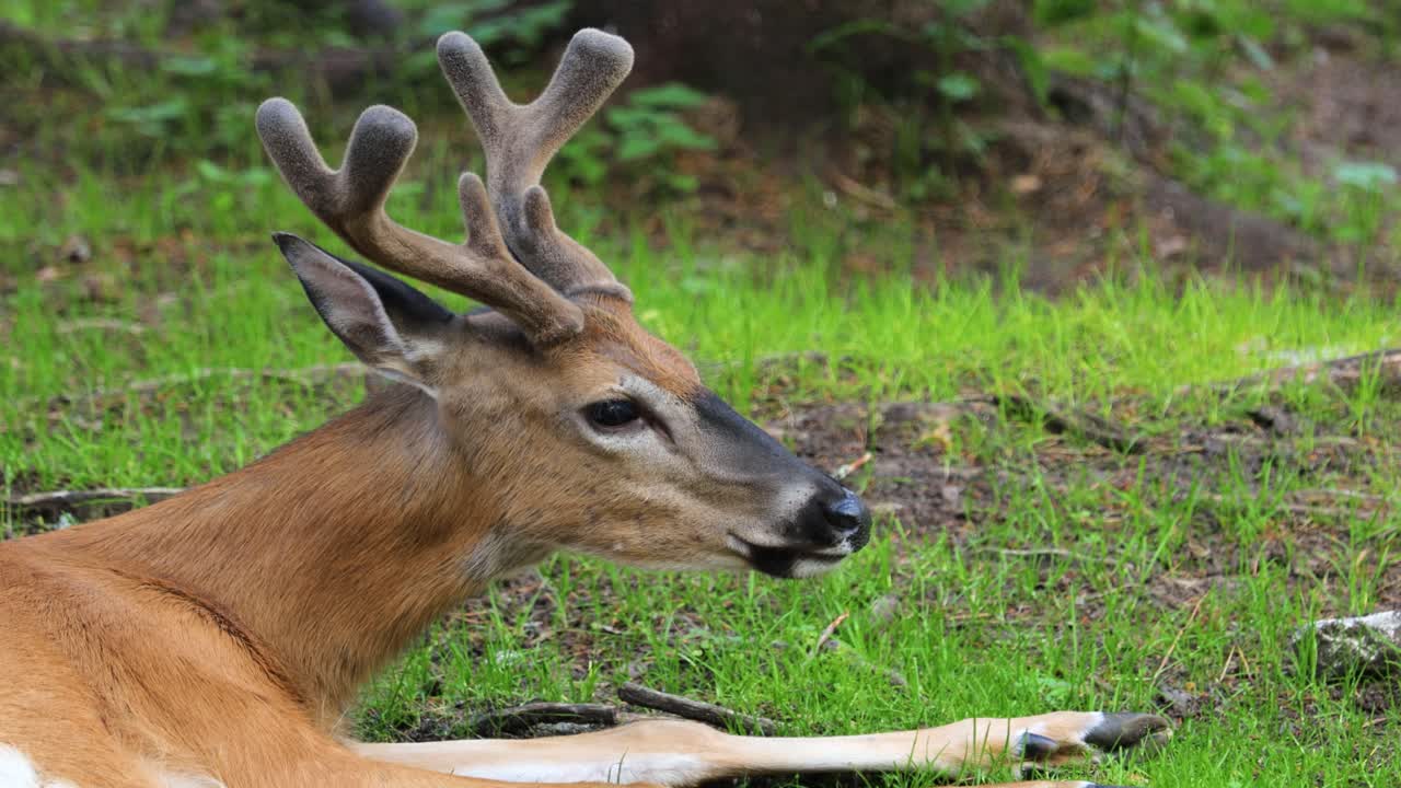 белохвостый олень (odocoileus virginianus), также известный как белохвостый или виргинийский олень.