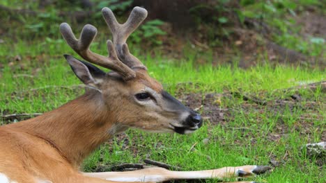 venado de cola blanca (odocoileus virginianus), también conocido como venado de cola blanca o virginia.