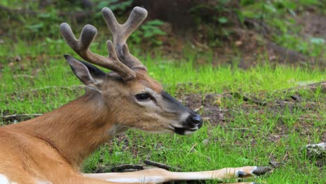 white-tailed deer (odocoileus virginianus), also known as the whitetail or virginia deer.