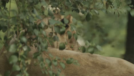 cryptic reveal shot of female lion behind bush and other vegetation in high grass