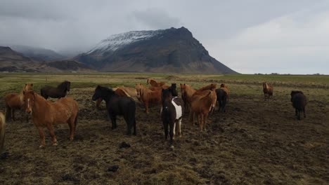 Imágenes-Aéreas-De-Drones-De-Caballos-Islandeses