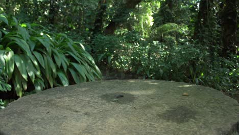 inclinarse hacia abajo en un jardín encuentra un pequeño insecto verde bebiendo agua de una mesa de hormigón