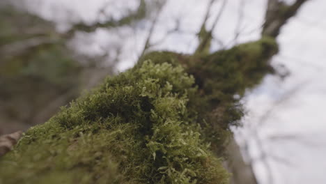 tronco de árbol cubierto de musgo en un bosque