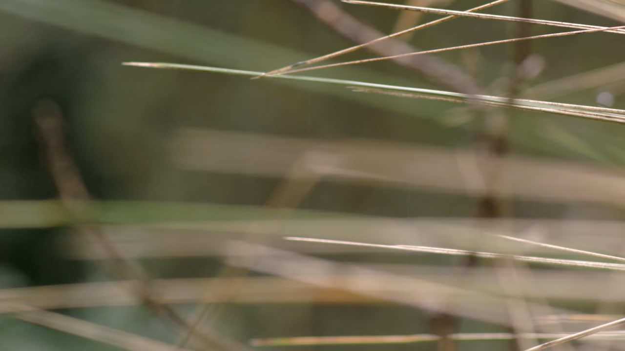 숲과 초목, 클로즈업