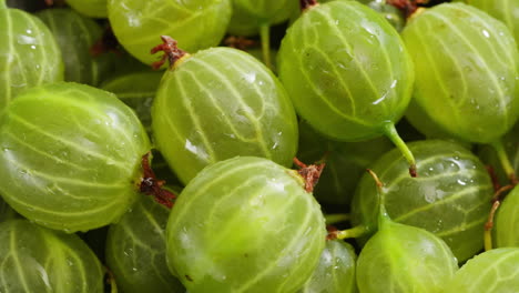 fresh green gooseberries