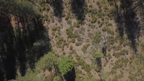 drone looking down on pine tree forest and dirt road