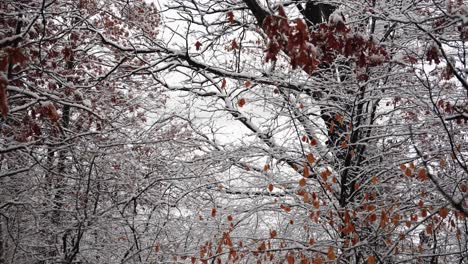 snow flocked trees in the middle of the woods with branches and orange leaves during winter