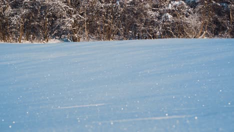 tilt up of snowy rural fields,bush and spruce trees against blue sky in winter