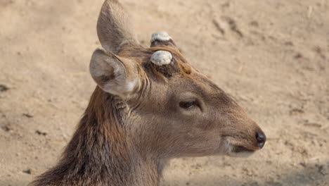 Head-Close-up-of-Adult-Sika-Deer-Buck-with-Cropped-Antlers-in-Chewing-Food-Resting-on-Ground-in-Seoul-Forest-Park---profile