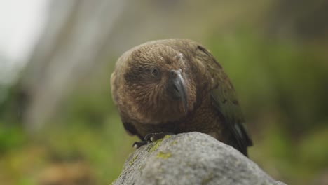 Loro-Pájaro-Kea-Posado-Sobre-Una-Roca-Con-Plumaje-Marrón,-De-Cerca